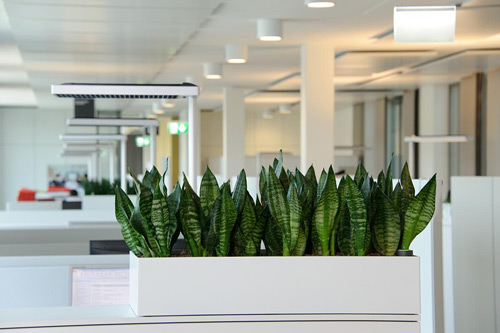 办公室绿化植物租赁养护如何收费